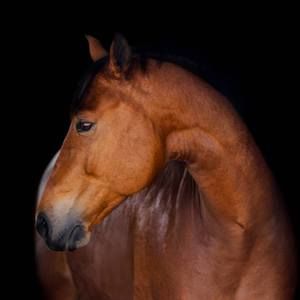 Meet your Posher, Annette